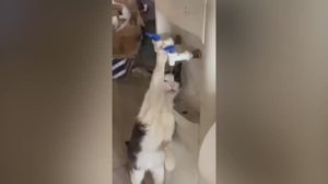 смешные случаи с животными 49