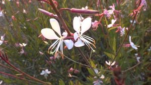 Gaura lindheimeri - grow and care (easy to grow)