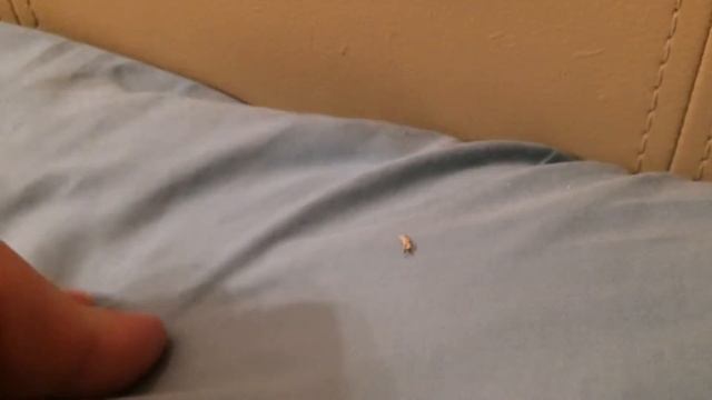 ОРМАТЕК кровать из экокожи пришла в негодность смотреть онлайн