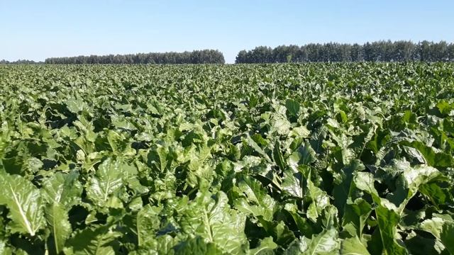 Церкоспороз на сахарной свёкле. Определение, меры борьбы.