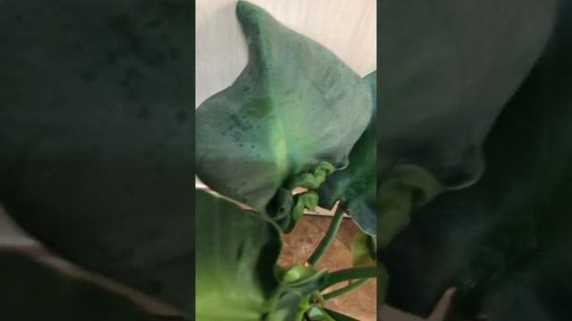 Филодендрон Ругозум
