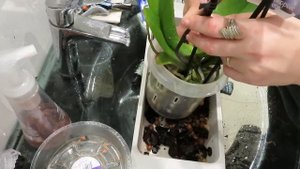 Пересадка и дезинфекция новой орхидеи, которая заражена паутинными клещами в полу органическую почв