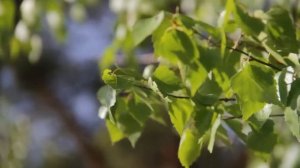 НАСТРОЙ ОТ ОНКОЛОГИИ ДЛЯ ИМЕНИ ВАЛЕРИЙ