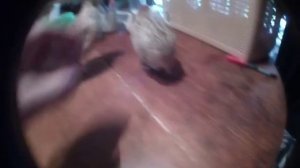 Жидкий помет у Перепелов.