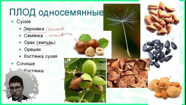 Тема №8: Плоды растений