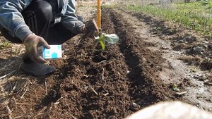 Делаем грядку не копая. Как быстро сделать грядки. Эдрол.