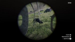 Превосходная Шкура Кабана. Red Dead Redemption 2.