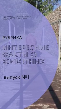 Рубрика интересные факты о животных: Зрение у собак