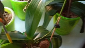 Орхидея Phal.GW Green World Snakeskin (Змеиная кожа )Первое домашнее ЦВЕТЕНИЕ !
