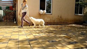 Маремма Единственная В Мире С Горы Мезмай 4месяца