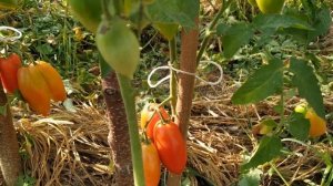 Томат ГАВАНСКАЯ СИГАРА ? от СибСада.