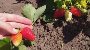 Клубника сорт Сирия,весна 2019