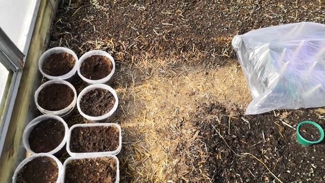 Теплица под огурцы готова к сезону - обработана, сидераты растут. Рассада картофеля и посевы огурцо смотреть онлайн
