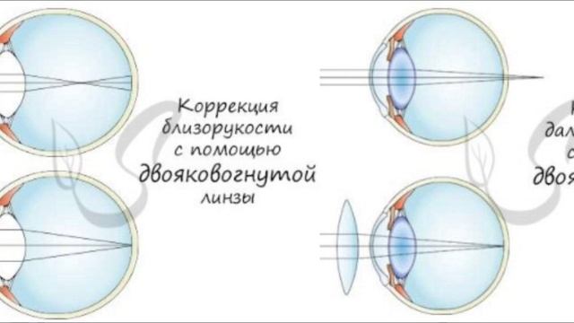 Зрительный анализатор. Двойная аккомодация, линзы, дилататор, цилиарная мышца