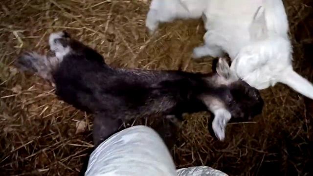 Питание козлят отдельно от матери, возраст 2 недели смотреть онлайн