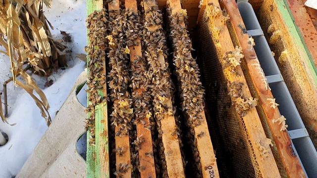 Полноценный облет 26.02. потери ,исправление голодающей семьи смотреть онлайн