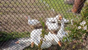 На даче. Гуси и индоутки.