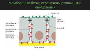 Строение биологических мембран