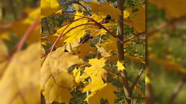 Флешмоб "Золоая осень" смотреть онлайн