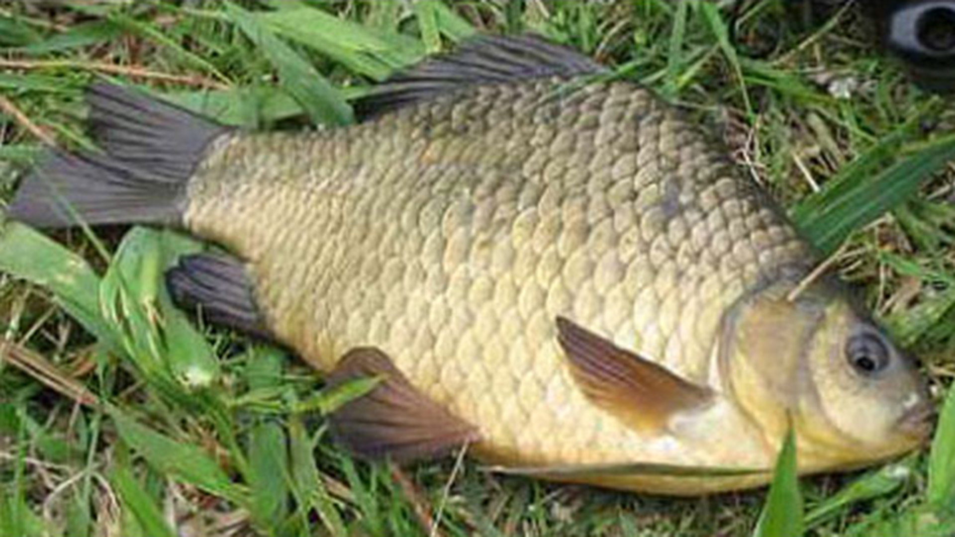 Рыбалка на карася. Донка.