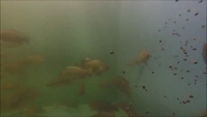 Тиляпия в мини УЗВ (15)