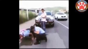 спасают животных