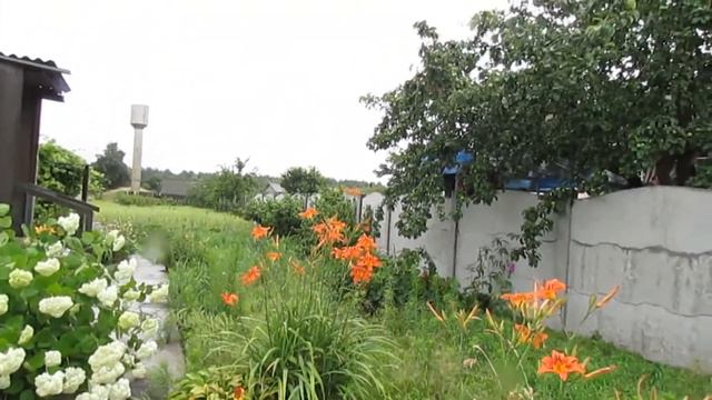 85.Июньские зарисовки.  in the village in June
