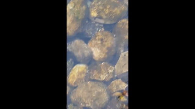 Attempted predation of a cave olm Proteus anguinus by a dice water snake Natrix tessellata смотреть онлайн