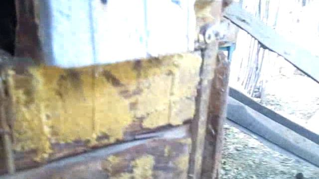 кукушка подложила своё яйцо курице!