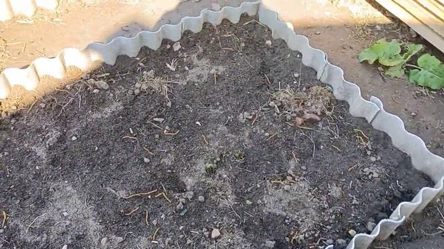 Всходы картошки сорта САРПО-МИРА. Ранние всего через 10 дней смотреть онлайн