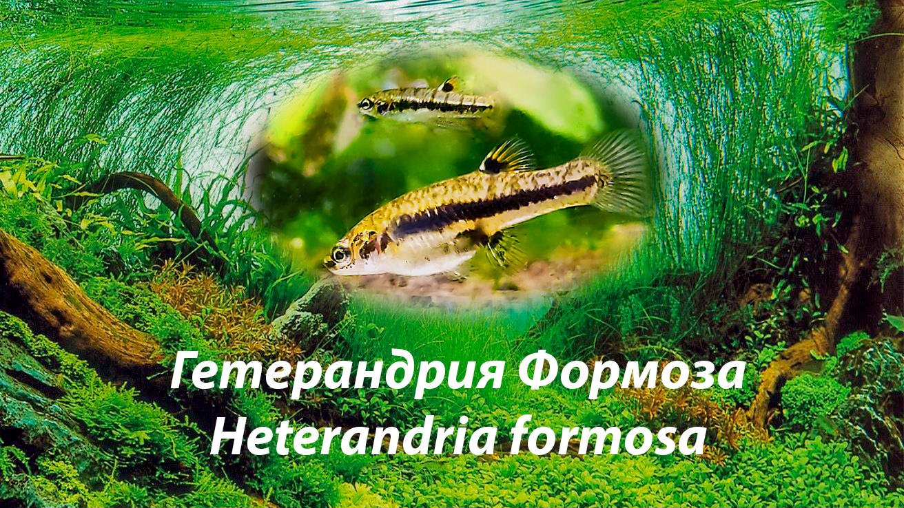 Гетерандрия Формоза / Heterandria formosa