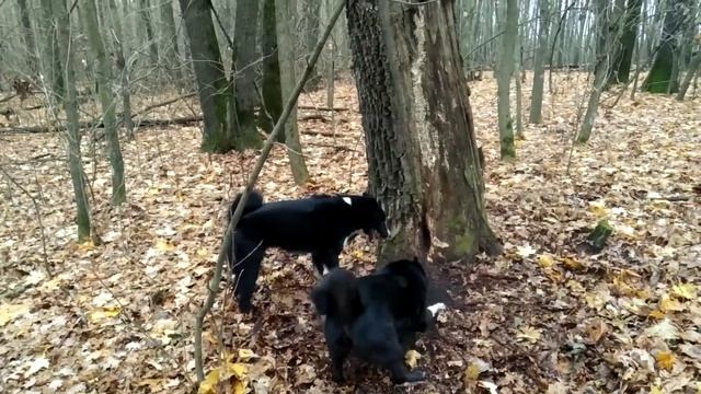 Охота с лайкой на куницу . И снова зверек для молодой лайки . смотреть онлайн