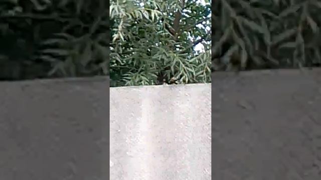 Педагог МДАОУ Ласточка 47 Алтухова с семьёй в Радужном ведут себя аморально! Психолог-хейтер! смотреть онлайн