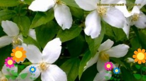 Чубушник гибридный Силберреген. Краткий обзор, описание philadelphus hybridа Silberregen