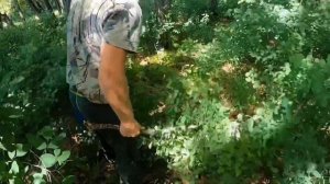 Откуда СТОЛЬКО БЕЛОГО гриба в этом лесу ? Сбор грибов в Приморском крае.