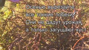 Старый куст жимолости, что с ним делать? Убрать или попытаться спасти?