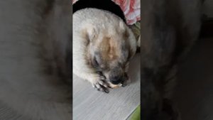 Домашняя нора для сурка#сурок в норе#прикольные звери# marmot