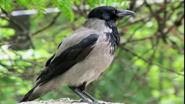 Минутка экологии для любознательных "Удивительный мир природы". Библиотека – филиал № 7 смотреть онлайн