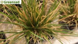 Луговик дернистый Щучка видео обзор от Greensad