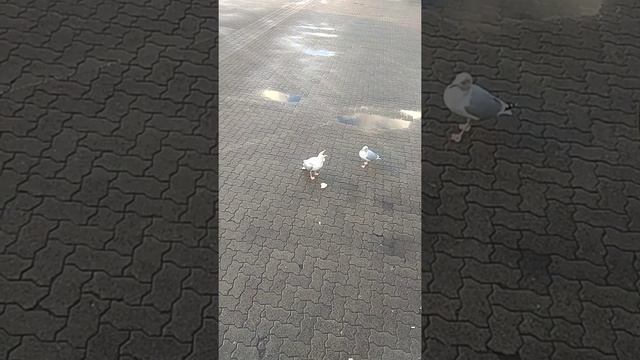 Киль. Германия. смотреть онлайн