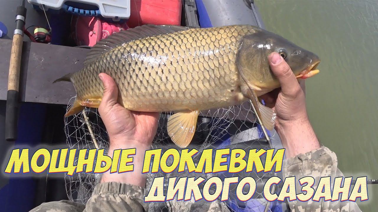 ЭТИ БОЙЛЫ МЕНЯ НЕ ПОДВОДЯТ !!! УДАЧНОЕ ОТКРЫТИЕ РЫБАЛКИ ПО ЖИДКОЙ ВОДЕ ! смотреть онлайн