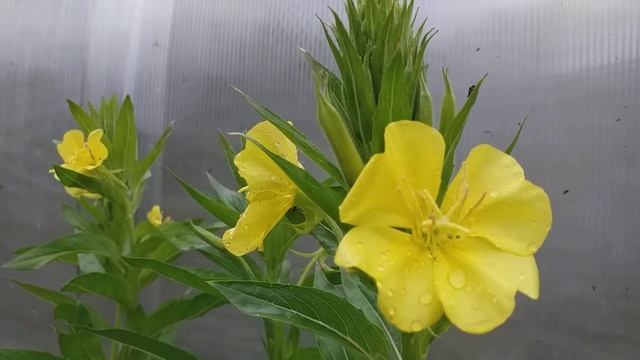 Энотера. "Ночная свеча" смотреть онлайн