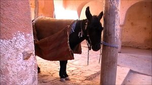 Гардая, Алжир / Ghardaia, Algerie