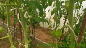Мои Минусинские томаты в теплице