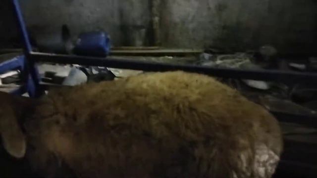 Гиссарская ярочка 71 кг. живой вес после завтра будет 6 месяцев, от Слона смотреть онлайн