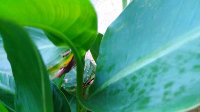 Canna lily orange color flower plant