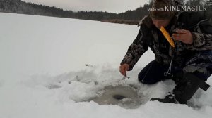 РЫБАЛКА НА ОЗЕРЕ "СИЛОС" НА ЖЕРЛИЦЫ ПЕРВЫЙ ВЫЕЗД НА ОЗЕРО.