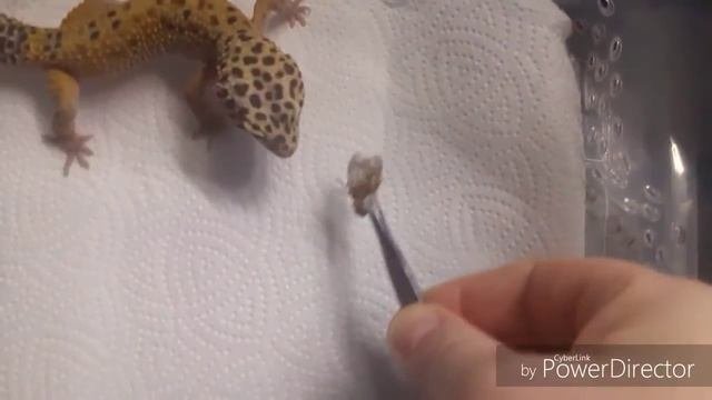 Все мои эублефары.Кормление
