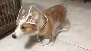 Дождевик для собачек