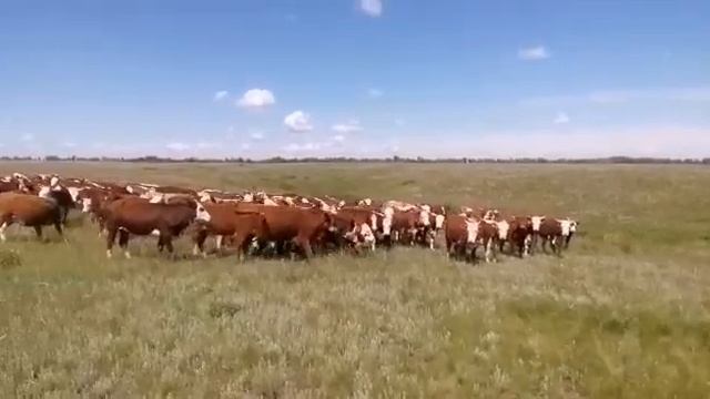 Маточное поголовье Казахская Белоголовая +79656176005 WhatsApp смотреть онлайн